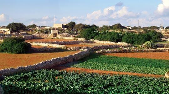 Open a Company in Agriculture in Malta